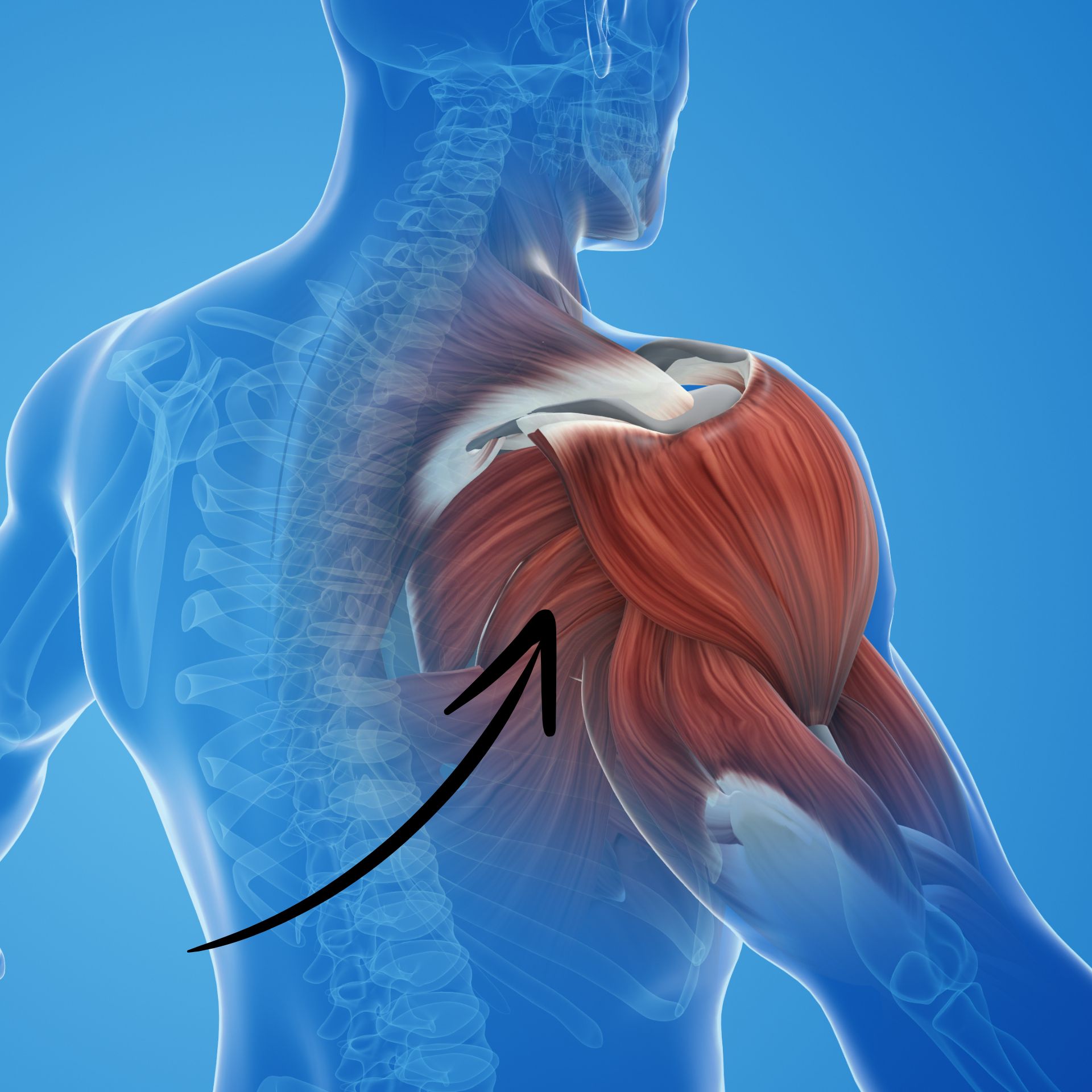 Muscler l'arrière d'épaules