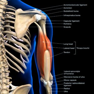 Anatomie triceps