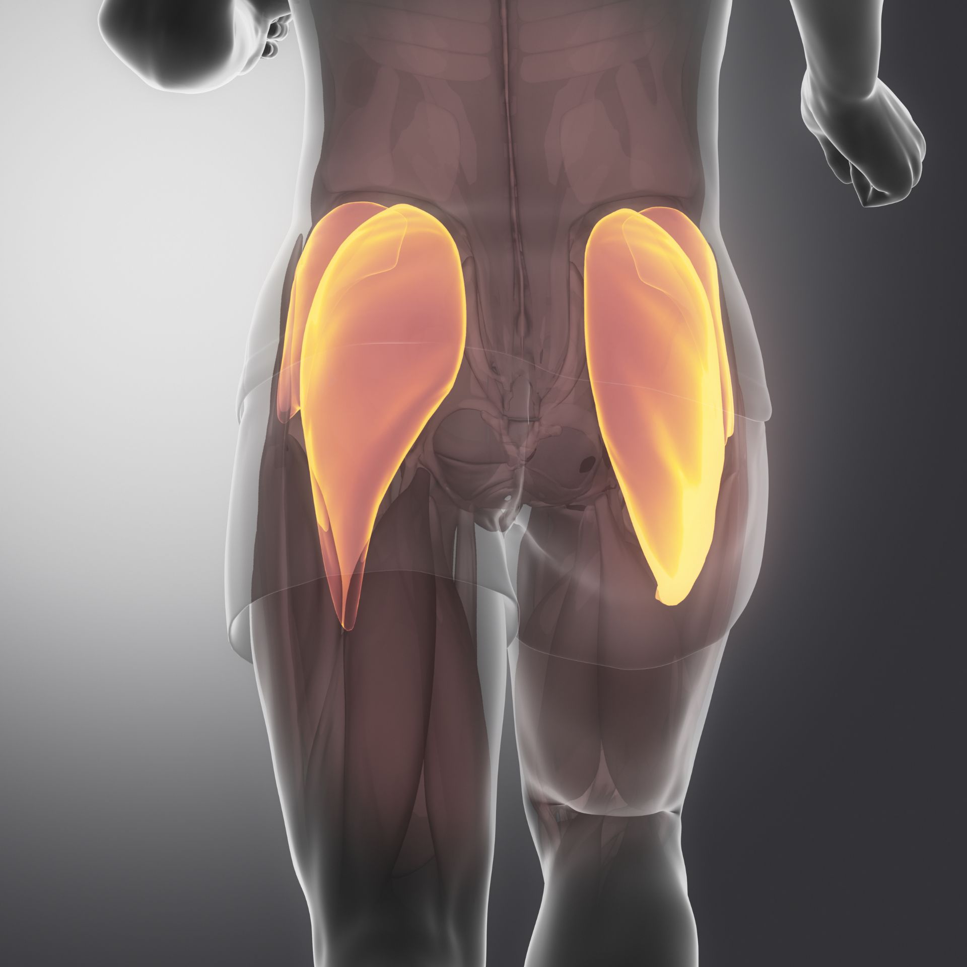 muscler moyens fessiers